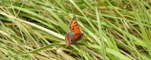 Preview wallpaper butterfly, wings, grass, insect