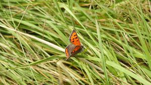 Preview wallpaper butterfly, wings, grass, insect