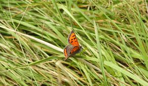 Preview wallpaper butterfly, wings, grass, insect