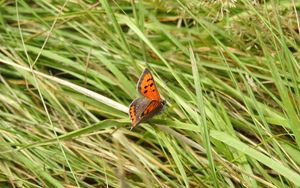 Preview wallpaper butterfly, wings, grass, insect