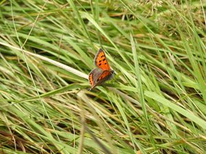 Preview wallpaper butterfly, wings, grass, insect