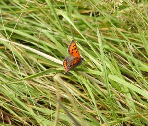 Preview wallpaper butterfly, wings, grass, insect