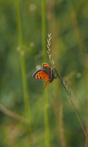 Preview wallpaper butterfly, wings, grass, leaves, macro