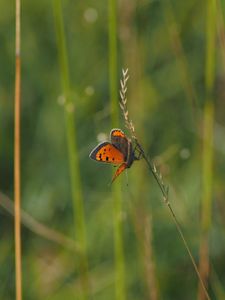 Preview wallpaper butterfly, wings, grass, leaves, macro