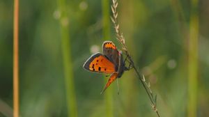 Preview wallpaper butterfly, wings, grass, leaves, macro