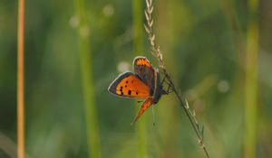 Preview wallpaper butterfly, wings, grass, leaves, macro