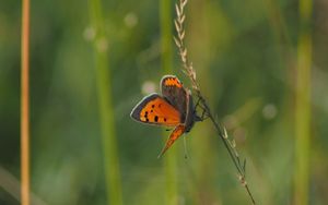 Preview wallpaper butterfly, wings, grass, leaves, macro