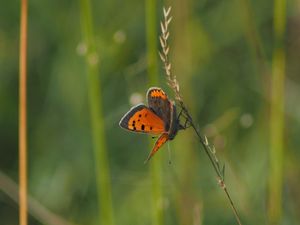 Preview wallpaper butterfly, wings, grass, leaves, macro