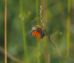 Preview wallpaper butterfly, wings, grass, leaves, macro