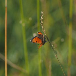 Preview wallpaper butterfly, wings, grass, leaves, macro