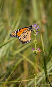 Preview wallpaper butterfly, wings, grass, macro, pattern