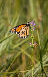 Preview wallpaper butterfly, wings, grass, macro, pattern