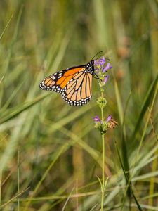 Preview wallpaper butterfly, wings, grass, macro, pattern