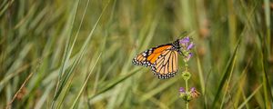 Preview wallpaper butterfly, wings, grass, macro, pattern