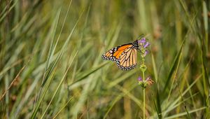 Preview wallpaper butterfly, wings, grass, macro, pattern