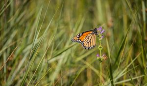 Preview wallpaper butterfly, wings, grass, macro, pattern