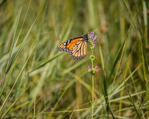 Preview wallpaper butterfly, wings, grass, macro, pattern