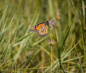 Preview wallpaper butterfly, wings, grass, macro, pattern