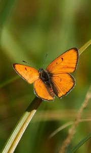 Preview wallpaper butterfly, wings, grass, plant, macro