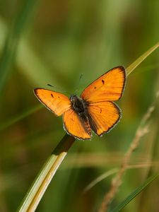 Preview wallpaper butterfly, wings, grass, plant, macro