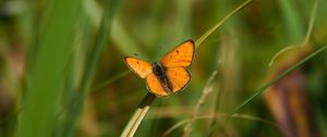 Preview wallpaper butterfly, wings, grass, plant, macro