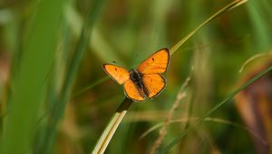 Preview wallpaper butterfly, wings, grass, plant, macro