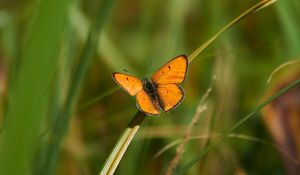 Preview wallpaper butterfly, wings, grass, plant, macro