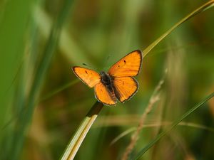 Preview wallpaper butterfly, wings, grass, plant, macro