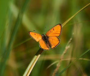 Preview wallpaper butterfly, wings, grass, plant, macro