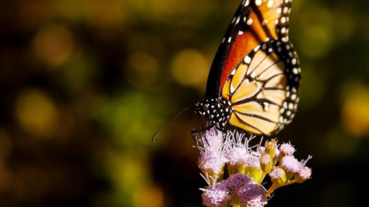 Wallpaper butterfly, wings, grass, flying