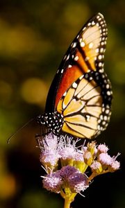 Preview wallpaper butterfly, wings, grass, flying