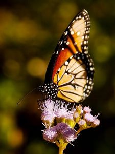 Preview wallpaper butterfly, wings, grass, flying