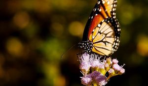 Preview wallpaper butterfly, wings, grass, flying