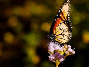 Preview wallpaper butterfly, wings, grass, flying