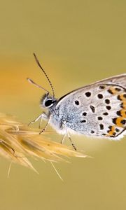 Preview wallpaper butterfly, wings, grass, color