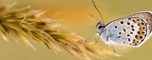 Preview wallpaper butterfly, wings, grass, color