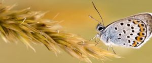 Preview wallpaper butterfly, wings, grass, color