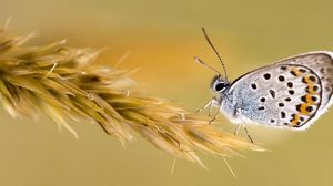 Preview wallpaper butterfly, wings, grass, color