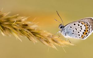 Preview wallpaper butterfly, wings, grass, color