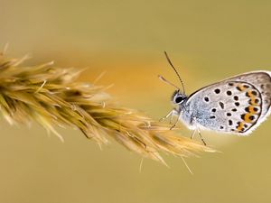 Preview wallpaper butterfly, wings, grass, color