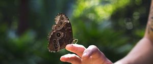 Preview wallpaper butterfly, wings, hand, nature