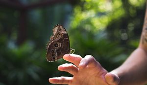 Preview wallpaper butterfly, wings, hand, nature