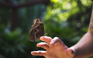 Preview wallpaper butterfly, wings, hand, nature