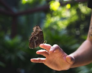 Preview wallpaper butterfly, wings, hand, nature