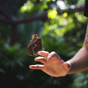 Preview wallpaper butterfly, wings, hand, nature