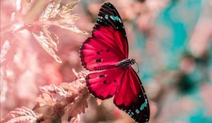 Preview wallpaper butterfly, wings, insect, grass, bright, macro