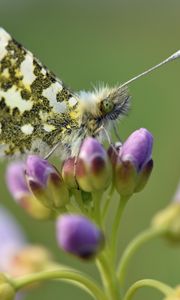 Preview wallpaper butterfly, wings, insect, flowers, buds, macro