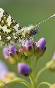 Preview wallpaper butterfly, wings, insect, flowers, buds, macro