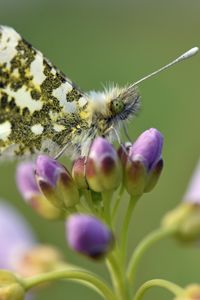 Preview wallpaper butterfly, wings, insect, flowers, buds, macro