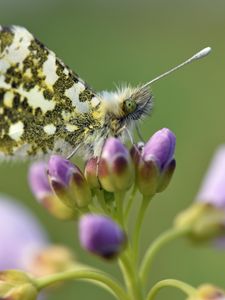 Preview wallpaper butterfly, wings, insect, flowers, buds, macro